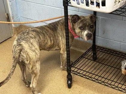 An adult large-sized female Mixed Breed dog named Lunette for adoption in Chamblee, GA