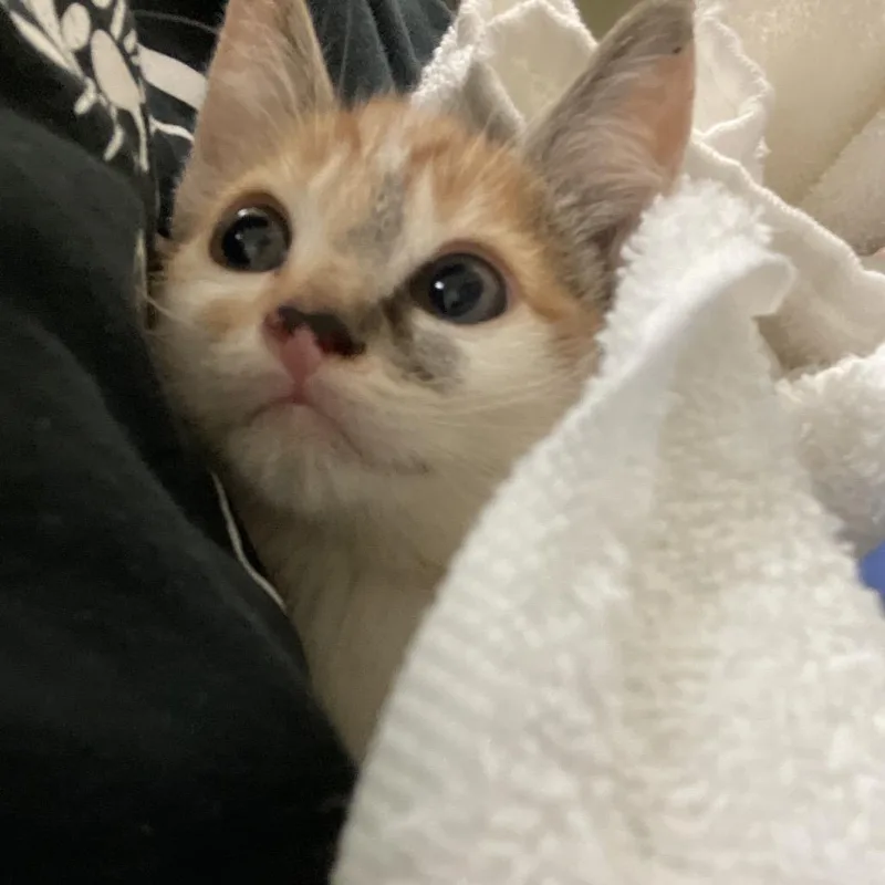 A baby small-sized female Calico Domestic Short Hair cat named Wisteria for adoption in Lynchburg, VA