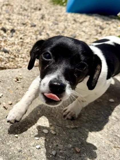 A baby small-sized female Mixed Breed dog named Stella for adoption in New Orleans, LA