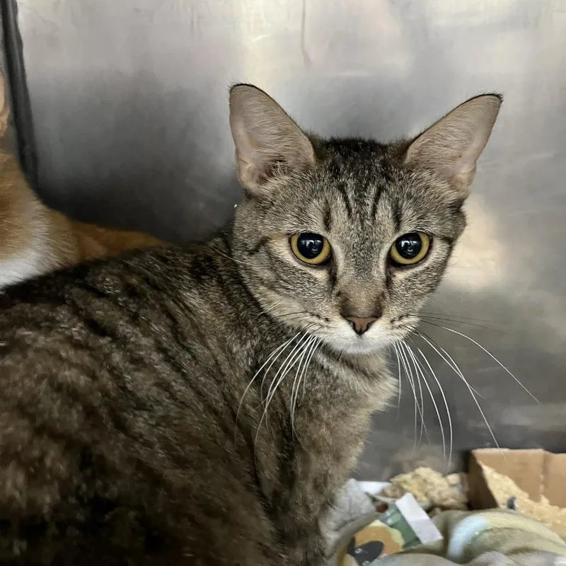 An adult medium-sized female Torbie Domestic Short Hair cat named Journey for adoption in Lyndhurst, VA
