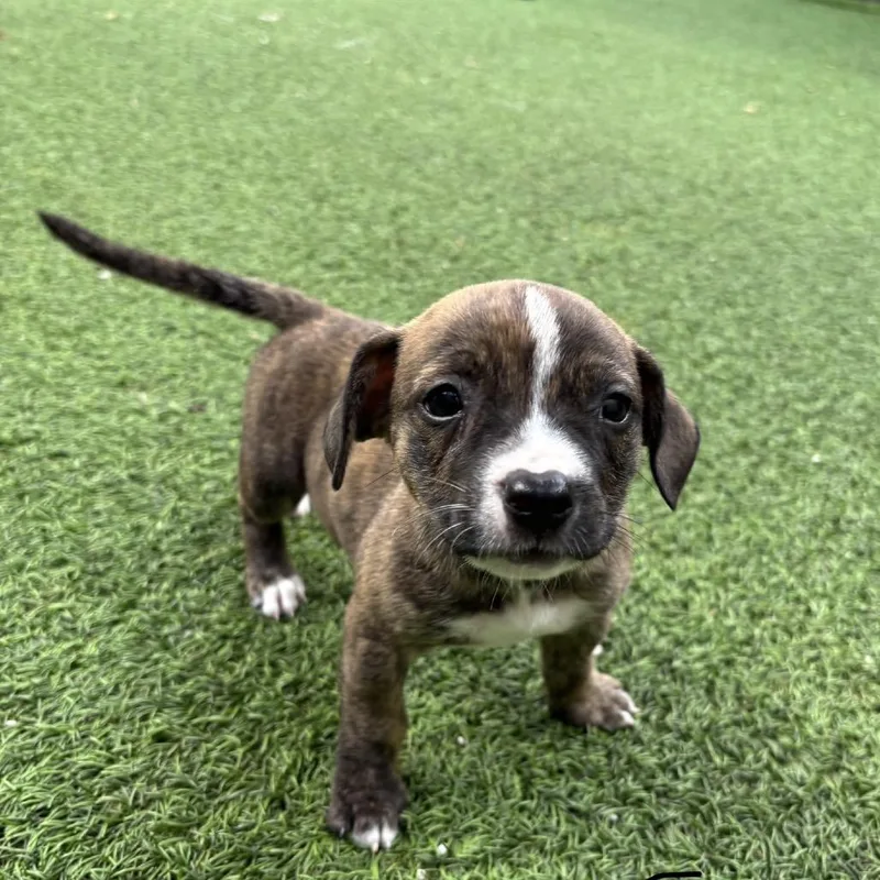 A baby medium-sized male Black Shepherd dog named Chevy for adoption in LOXAHATCHEE, FL