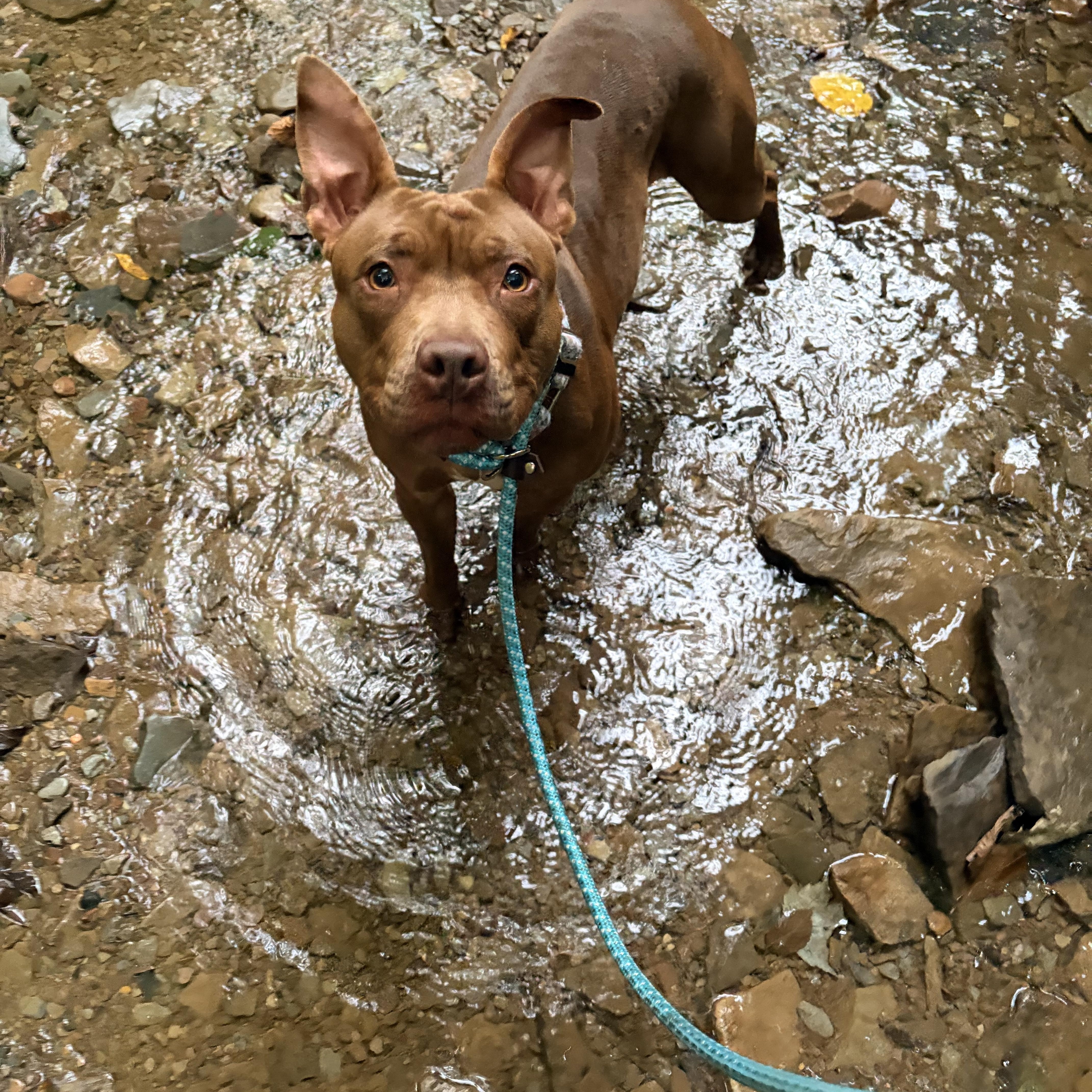 A young medium-sized female Brown / Chocolate Pit Bull Terrier dog named Coco for adoption in White Oak, PA