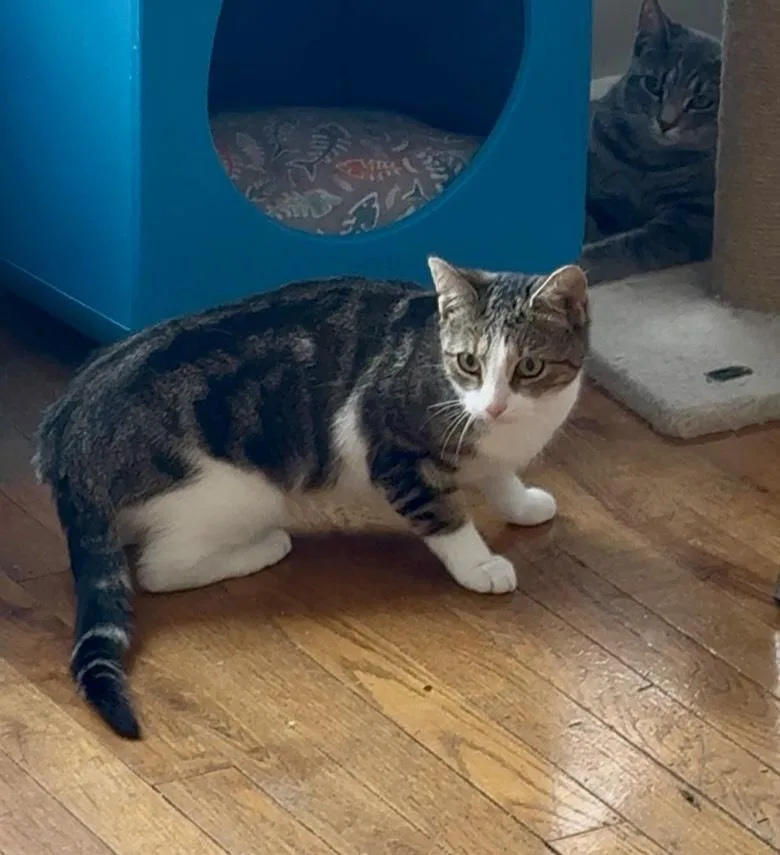 A baby small-sized female Black & White / Tuxedo Domestic Short Hair cat named Farrah for adoption in Telford, PA