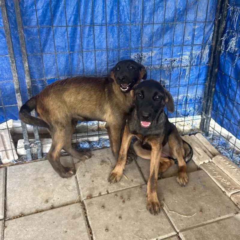 A baby medium-sized male Brown / Chocolate Mixed Breed dog named Nemesis for adoption in Stephens City, VA