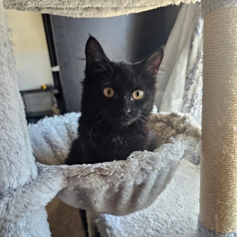 A baby small-sized female Domestic Long Hair cat named Twig for adoption in Bellmawr, NJ