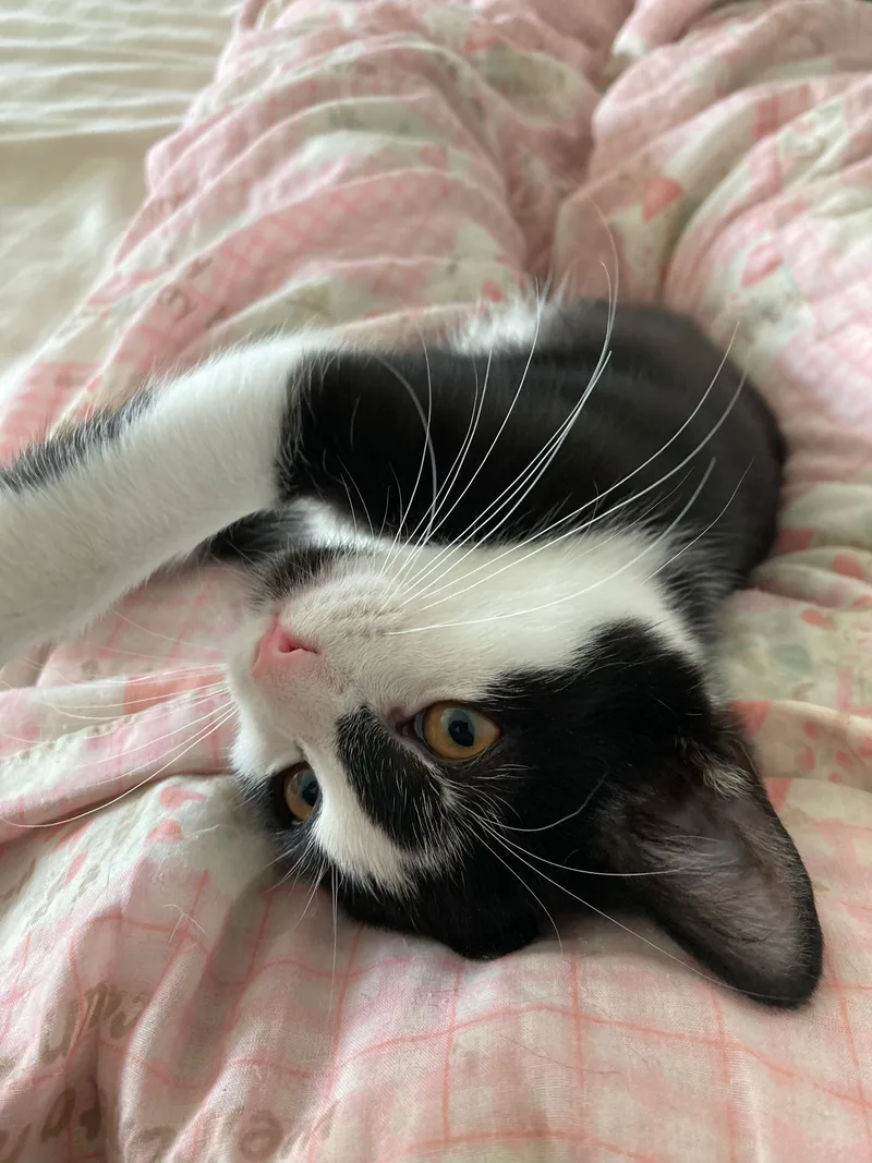 A young medium-sized male Black & White / Tuxedo Domestic Short Hair cat named Panda & Bunny for adoption in Long Island City, NY