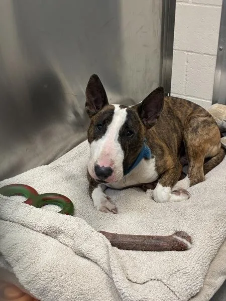 An adult large-sized male Bull Terrier dog named Agent Poe for adoption in El Cajon, CA