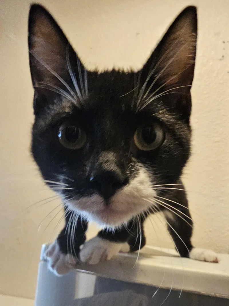 A young medium-sized male Black & White / Tuxedo American Shorthair cat named Willy Wonky for adoption in Dallas, TX