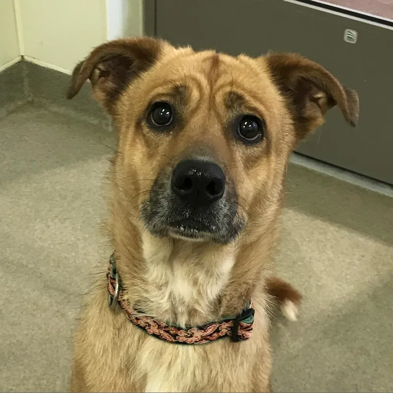 A senior medium-sized female Brown / Chocolate Hound dog named Rosalina for adoption in Lynchburg, VA