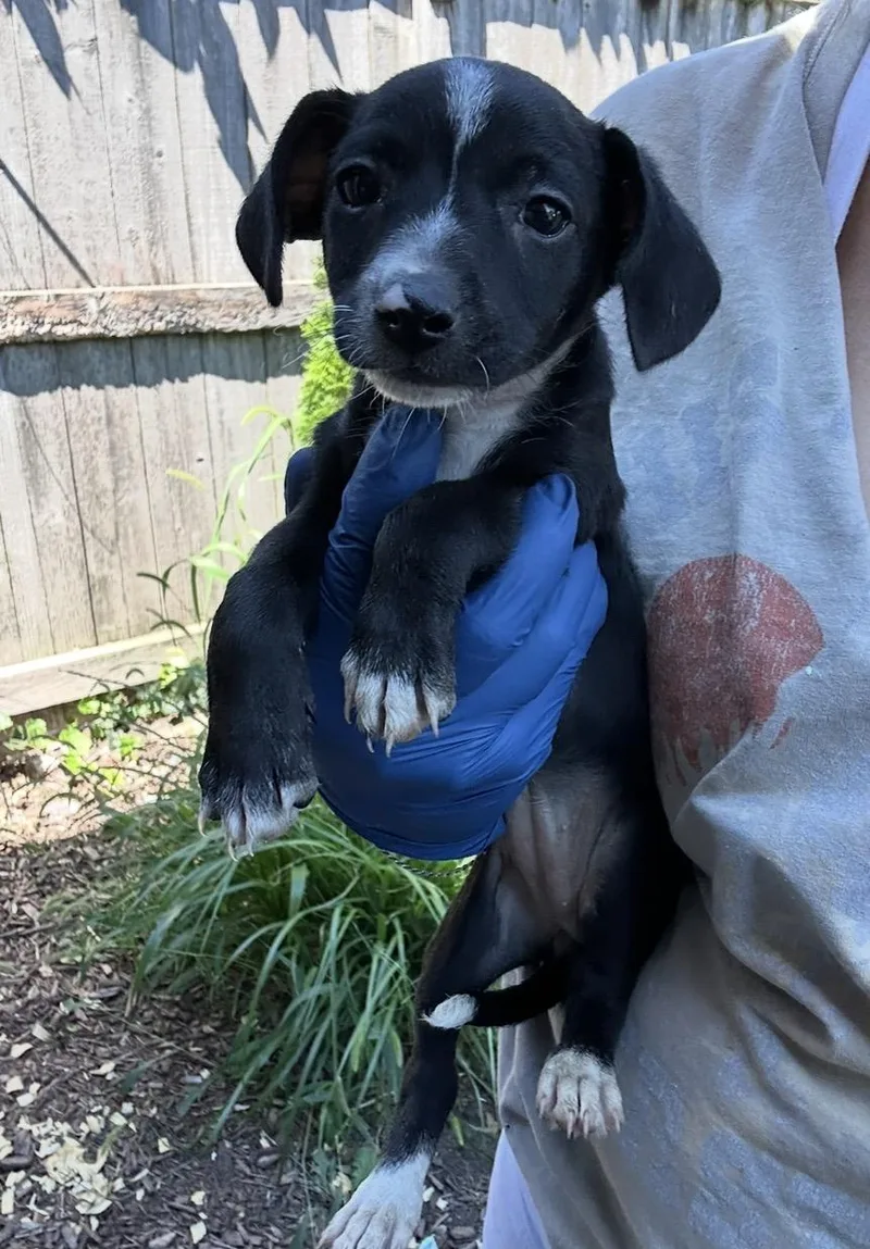 A baby small-sized female Black Chihuahua dog named Peanut for adoption in Wonder Lake, IL