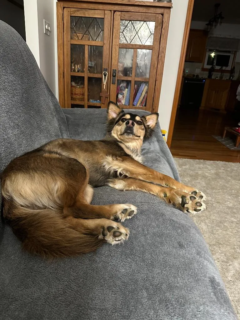 A young medium-sized female Shepherd dog named Latte for adoption in Lansing, KS