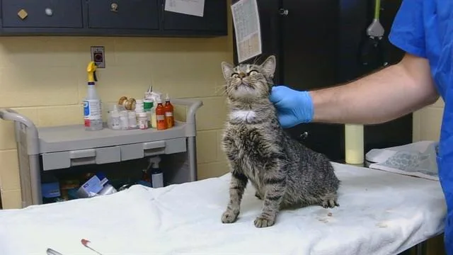 An adult medium-sized female Domestic Short Hair cat named Etchasketch for adoption in Cookeville, TN