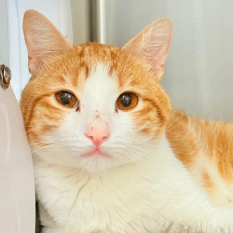 An adult medium-sized male Orange / Red Domestic Short Hair cat named Clark for adoption in Perkiomenville, PA