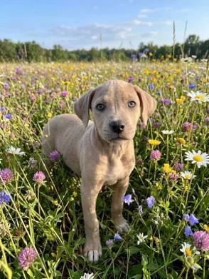 A baby medium-sized male Gray / Blue / Silver Rat Terrier dog named Babe Nigel for adoption in Washington, DC