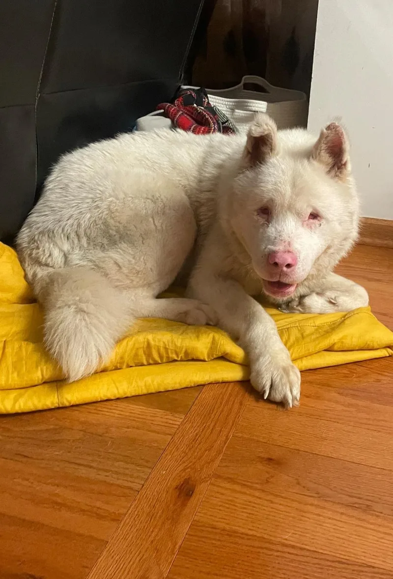 Falkor