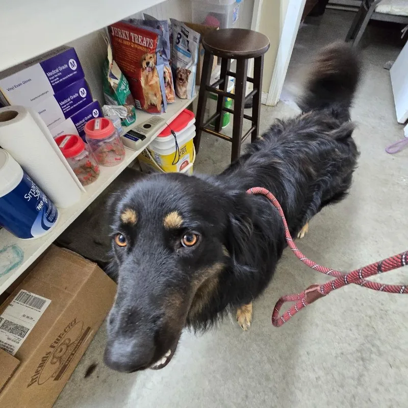 An adult large-sized male Black Australian Shepherd dog named Wrangler for adoption in Falmouth, KY