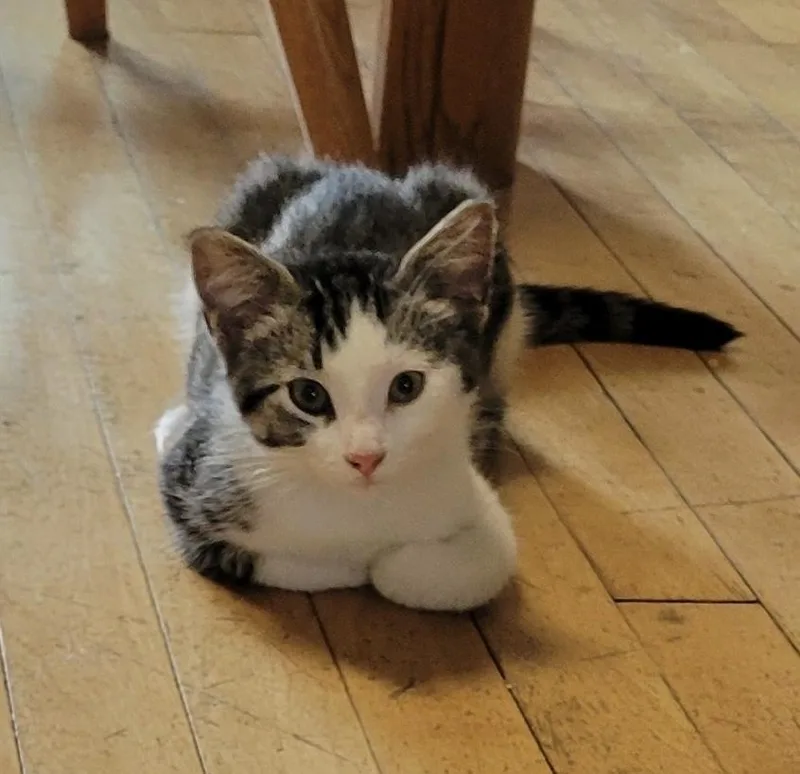 A baby small-sized male Domestic Short Hair cat named Mullet for adoption in Plymouth, MN