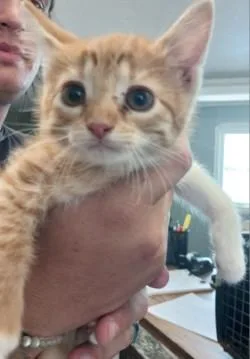 A baby medium-sized female Domestic Short Hair cat named Tessa for adoption in West Memphis, AR