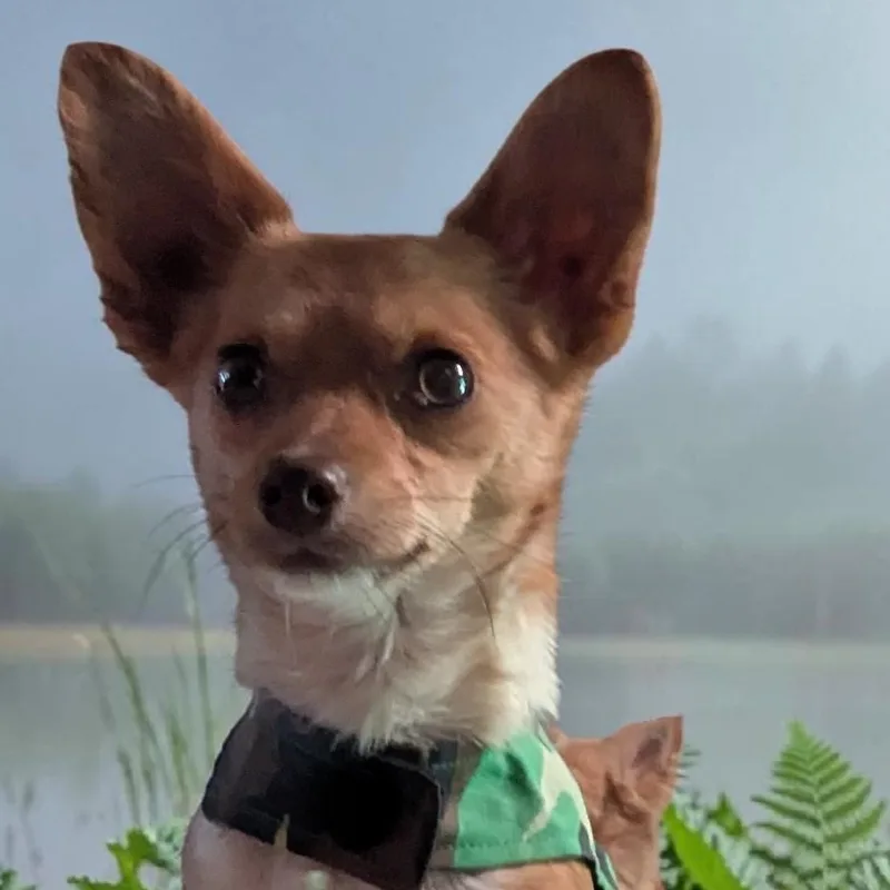 A young small-sized male Corgi dog named Romeo for adoption in Portland, OR
