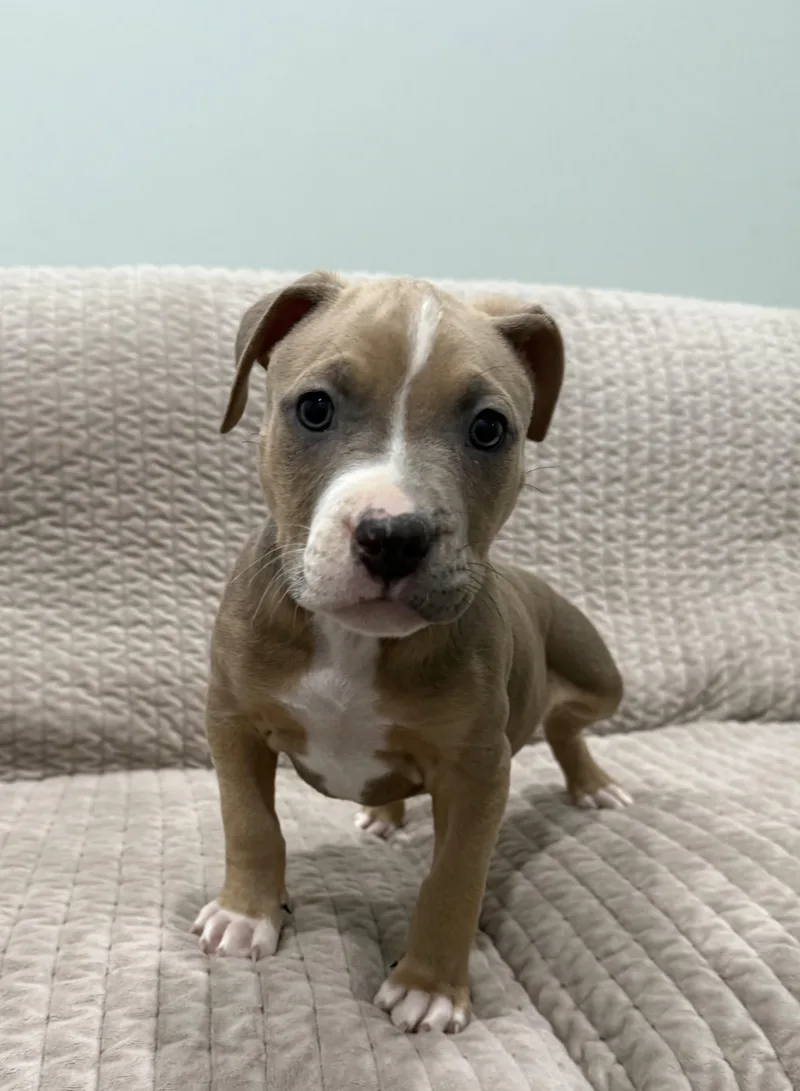 Itsy And Bitsy thumbnail 2