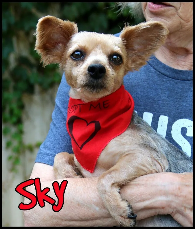 An adult small-sized female Yorkie Poo dog named Sky for adoption in Shippenville, PA