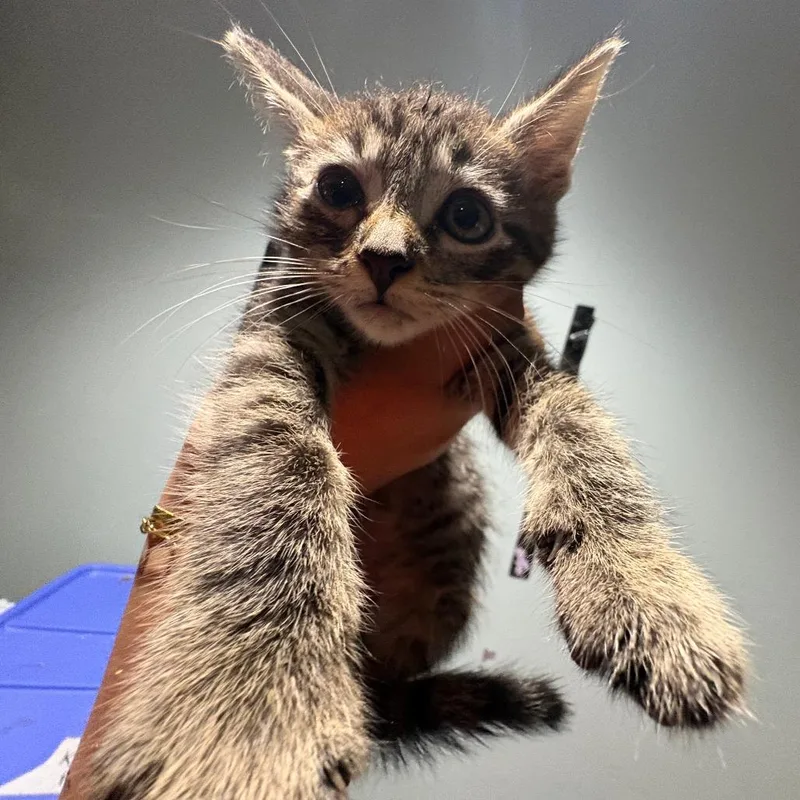 A baby small-sized male Black Domestic Short Hair cat named Chase for adoption in Leander, TX