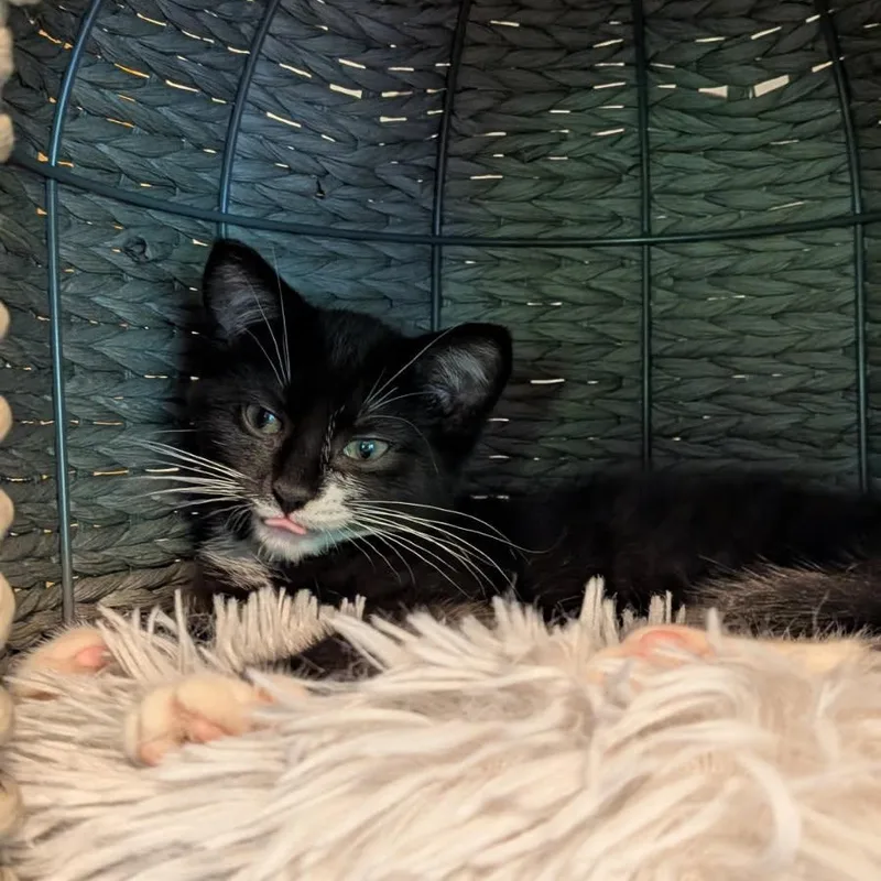 A baby small-sized female Black & White / Tuxedo Domestic Short Hair cat named Pinky Tuscadero for adoption in Charlestown, NH