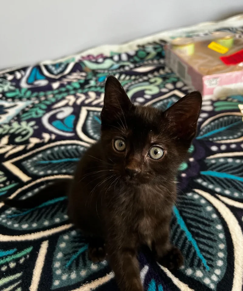 A baby small-sized male Domestic Short Hair cat named Wellington for adoption in Syosset, NY