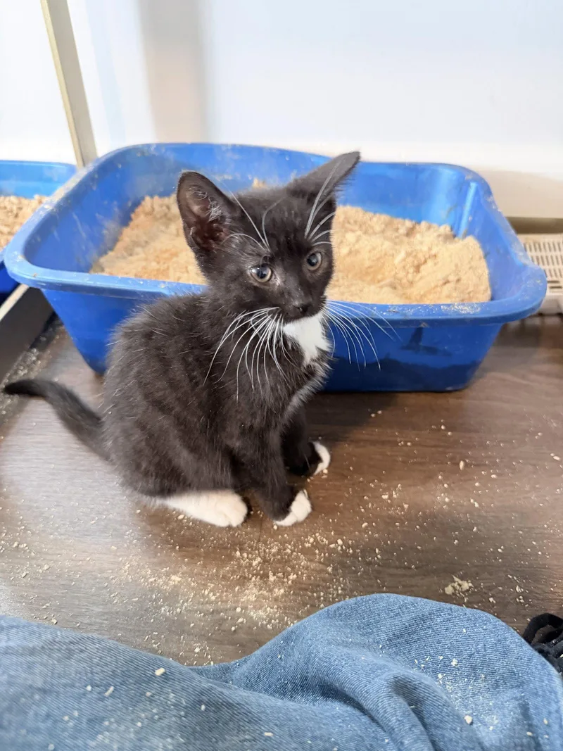 A baby medium-sized male Domestic Short Hair cat named Voss for adoption in Trenton, NJ