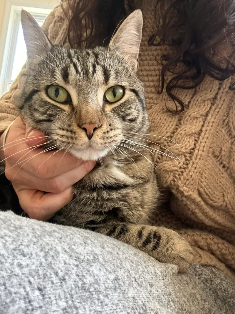A young medium-sized male Tabby (Brown / Chocolate) Domestic Short Hair cat named Bell for adoption in New York, NY