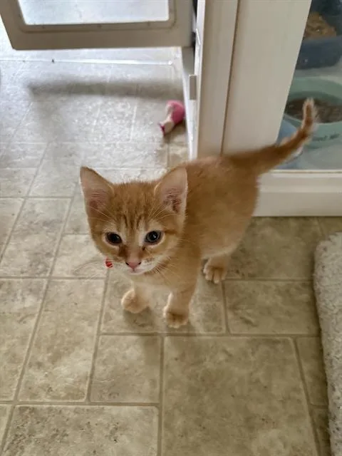 A baby small-sized male Domestic Short Hair cat named Max for adoption in Haw River, NC