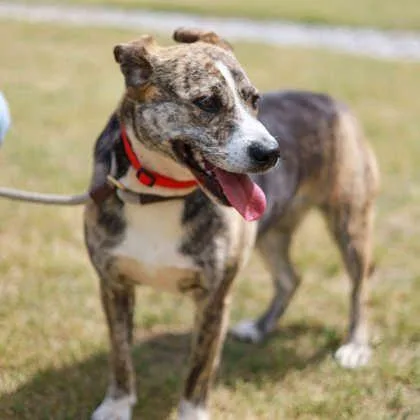 An adult large-sized female Brindle Mountain Cur dog named Sierra for adoption in Atlanta, GA