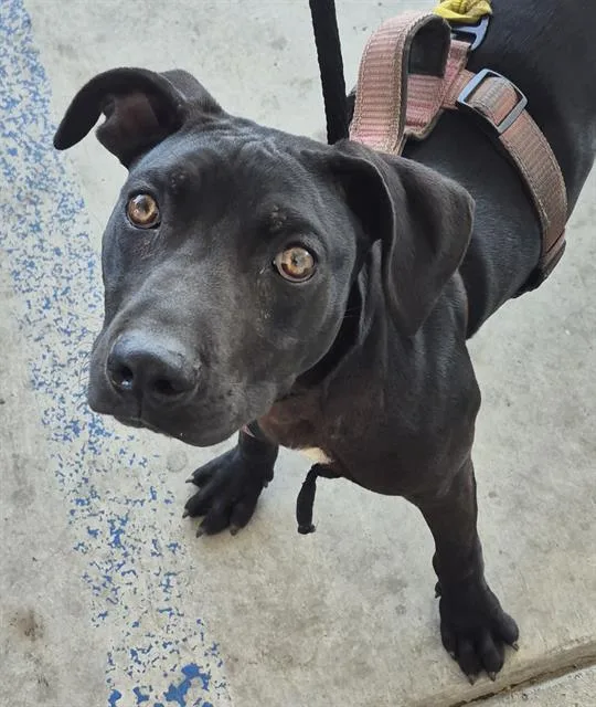 A young small-sized male Pit Bull Terrier dog named Fleat for adoption in Bakersfield, CA