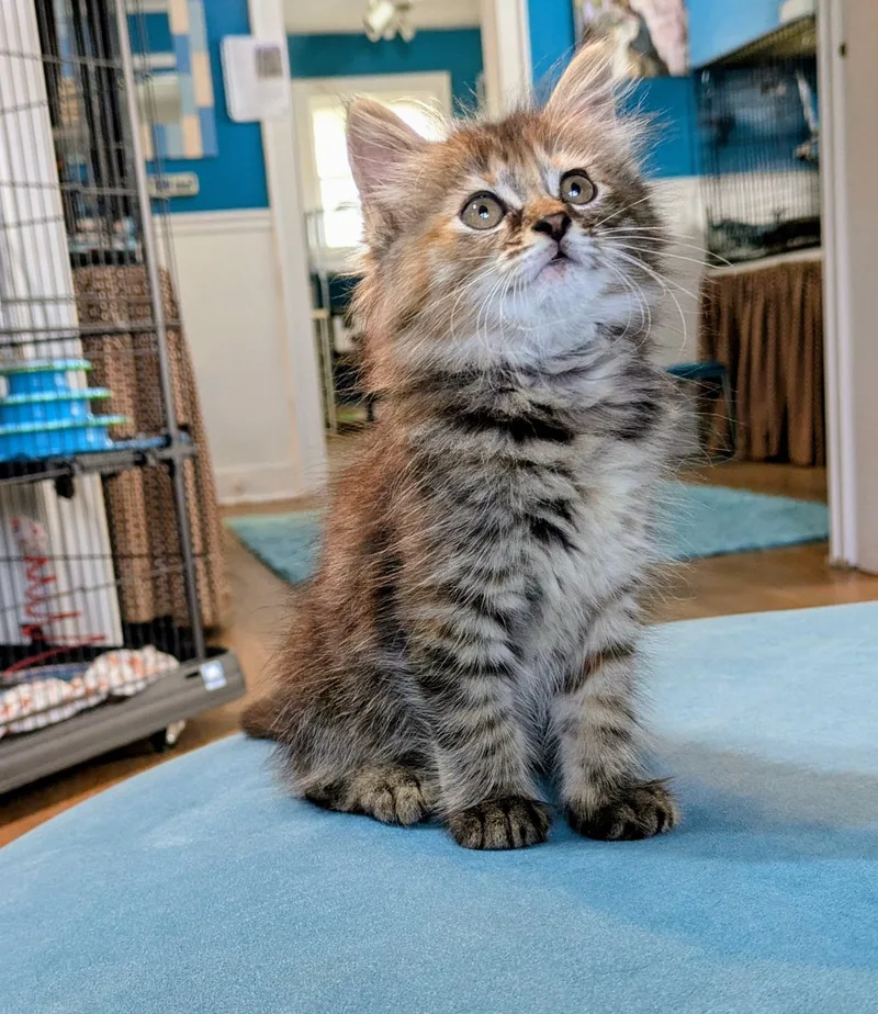 A baby medium-sized female Torbie Domestic Long Hair cat named Granola for adoption in Houston, TX