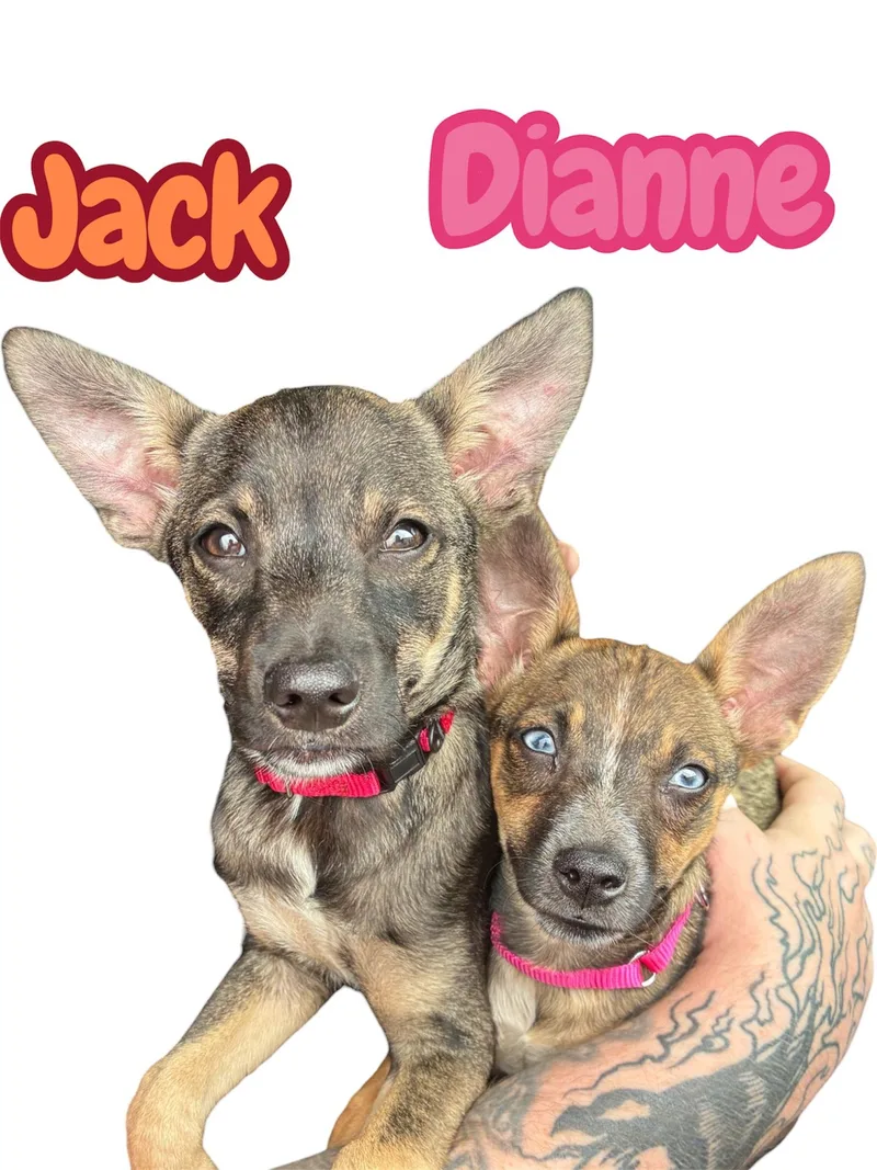 A baby small-sized female Bicolor Chihuahua dog named Dianne for adoption in Arlington, TX