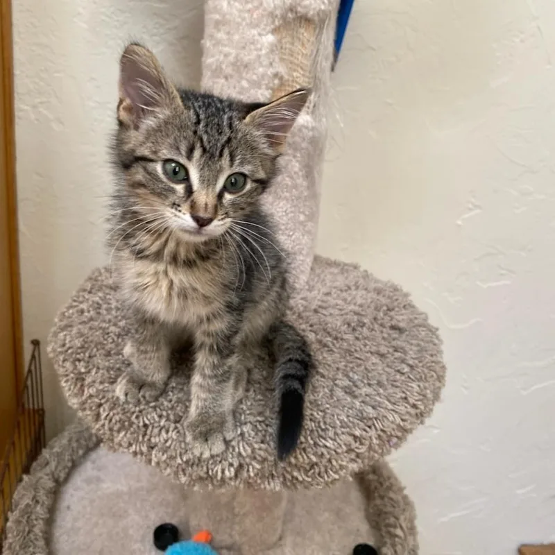 A baby small-sized male Brown / Chocolate Domestic Short Hair cat named Romeo for adoption in Prescott, AZ