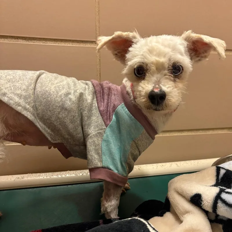 A senior small-sized female White / Cream Mixed Breed dog named Popcorn for adoption in Waukesha, WI