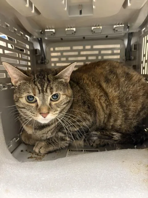 An adult small-sized female Domestic Short Hair cat named Lola for adoption in Riverside, CA