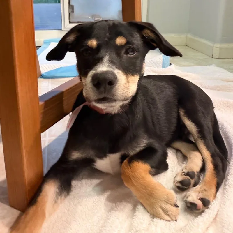 A baby small-sized male Australian Shepherd dog named Scout for adoption in Parker, CO