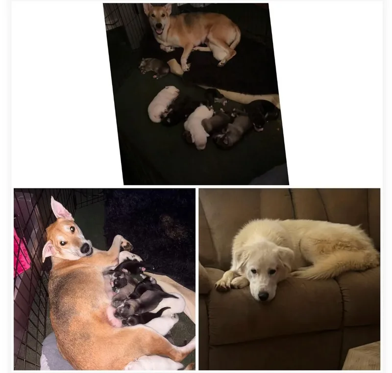 A baby large-sized female Mixed Breed dog named Madison for adoption in Salisbury, NC