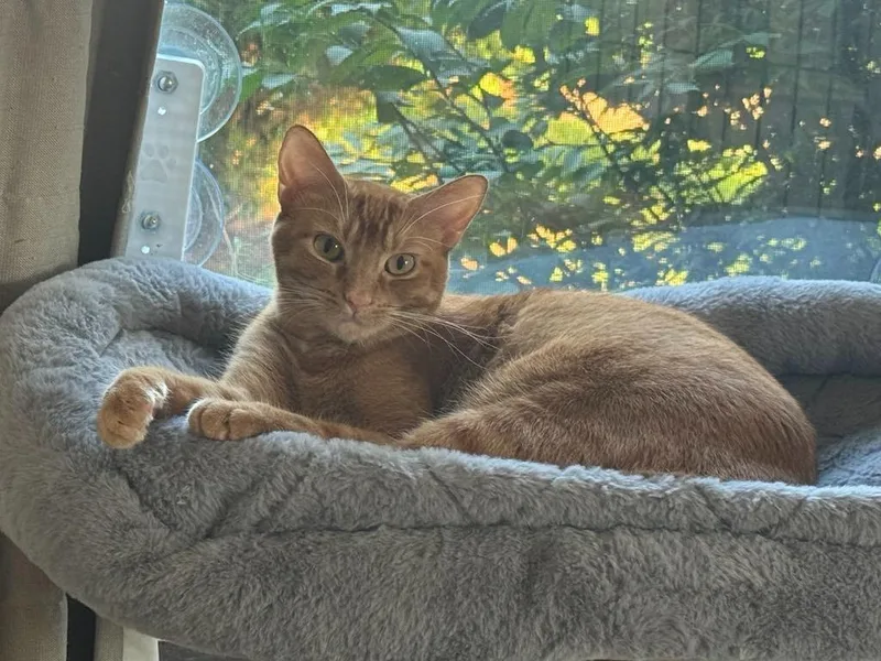 A young medium-sized female Domestic Short Hair cat named Tanner for adoption in Ballwin, MO