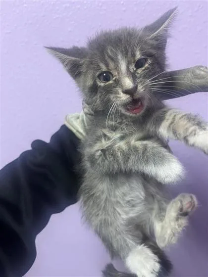 A baby small-sized male Brown / Chocolate Domestic Short Hair cat named 60909986 for adoption in El Paso, TX