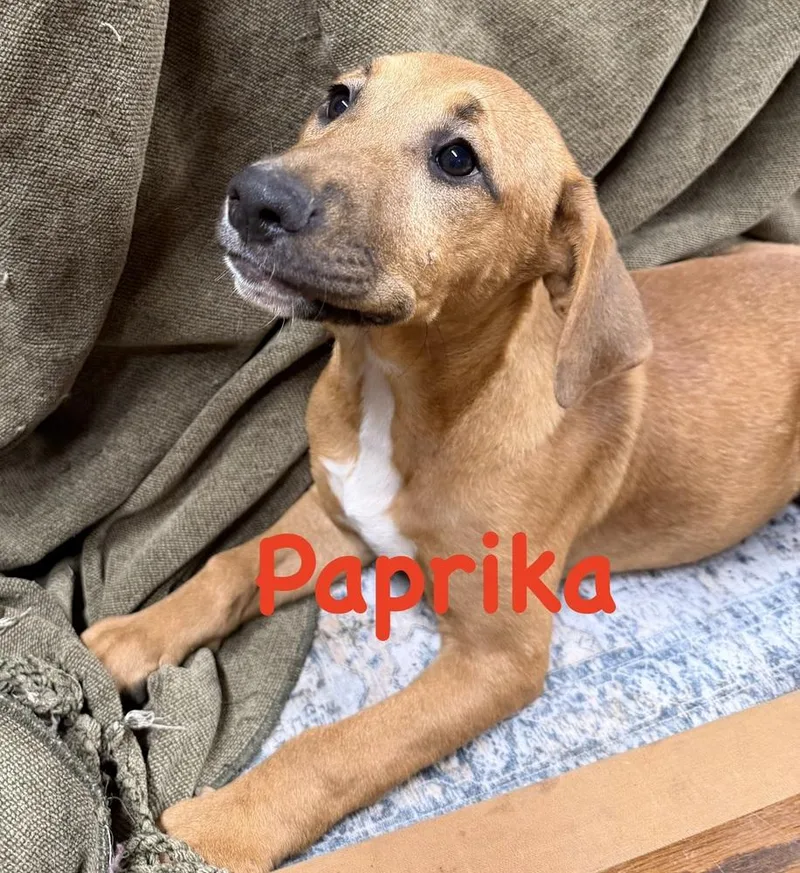A baby small-sized male Rhodesian Ridgeback dog named Maya  Paprika for adoption in Bonita, CA