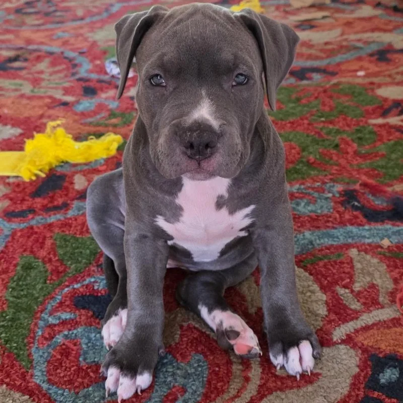 Strawberry thumbnail 2