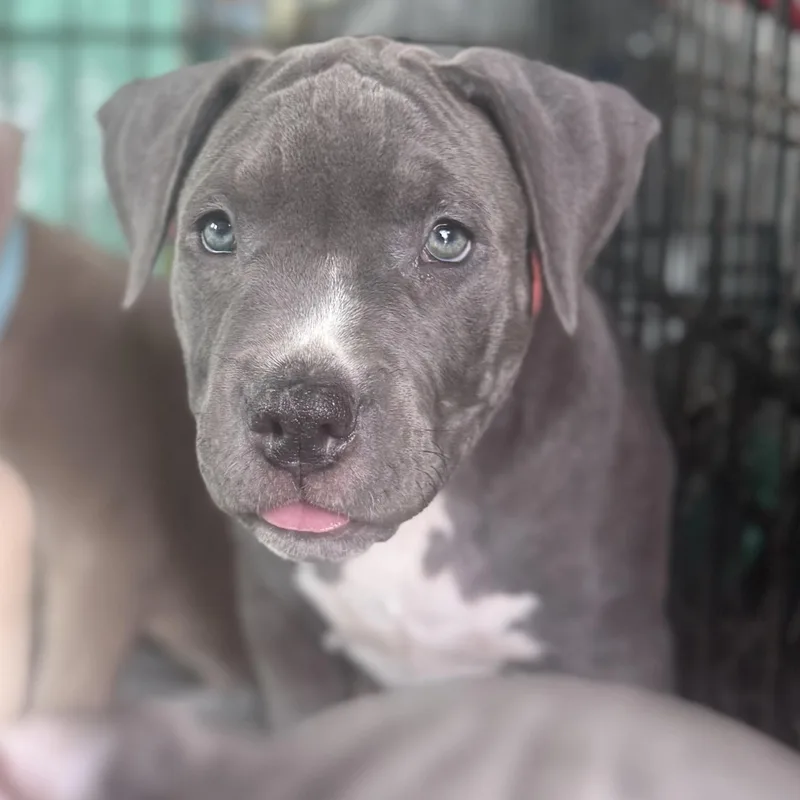 Strawberry thumbnail 3