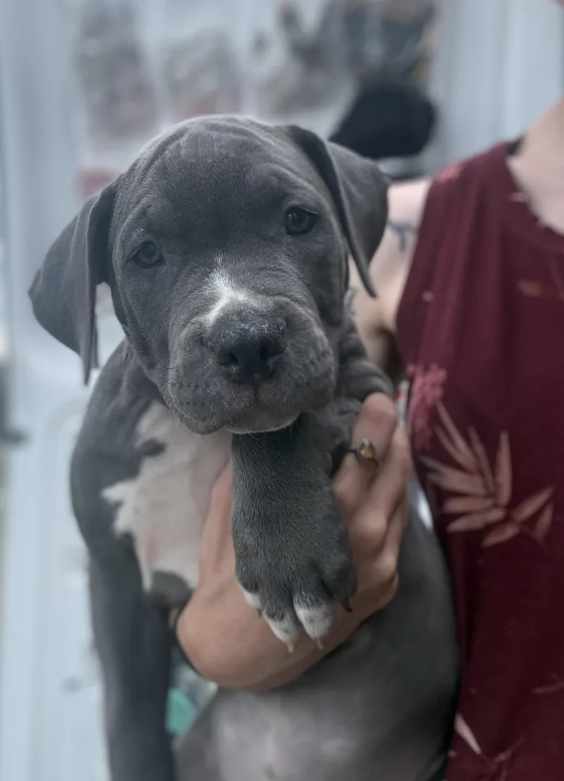 Strawberry thumbnail 4