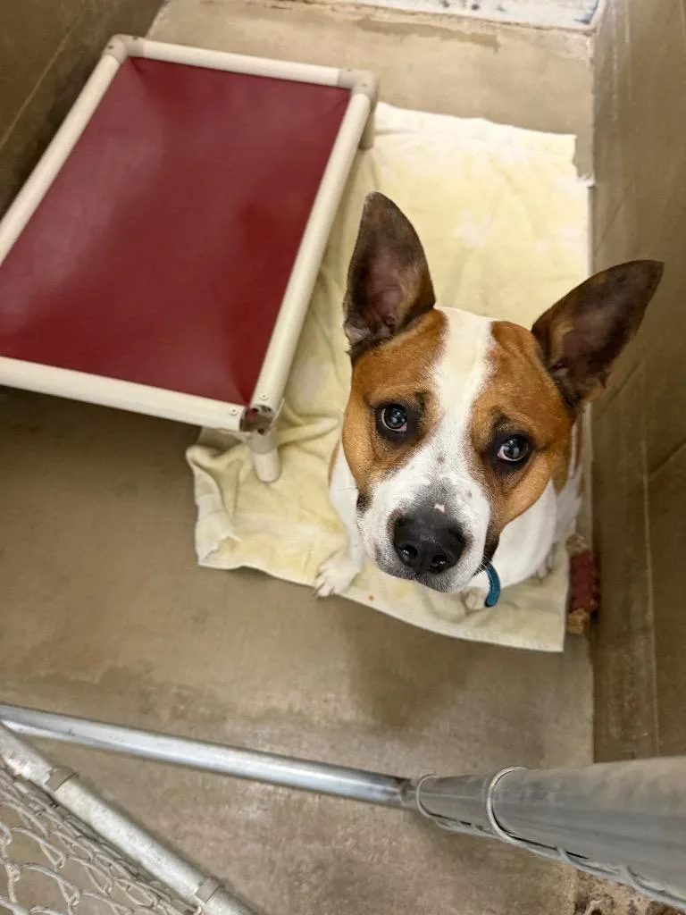 An adult medium-sized male Mixed Breed dog named Broozer for adoption in Virginia, MN