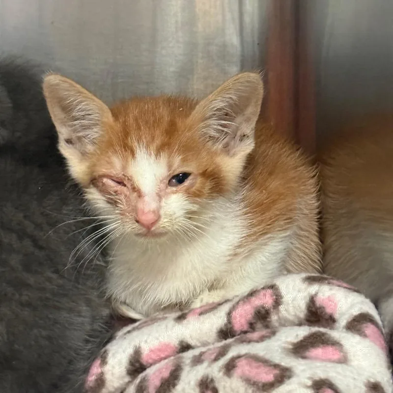 A baby small-sized male Orange / Red Domestic Short Hair cat named Mr. Angus for adoption in Springboro, OH