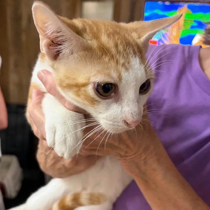 A baby small-sized male Orange / Red Domestic Short Hair cat named Cheeto Dills for adoption in Blairsville, GA