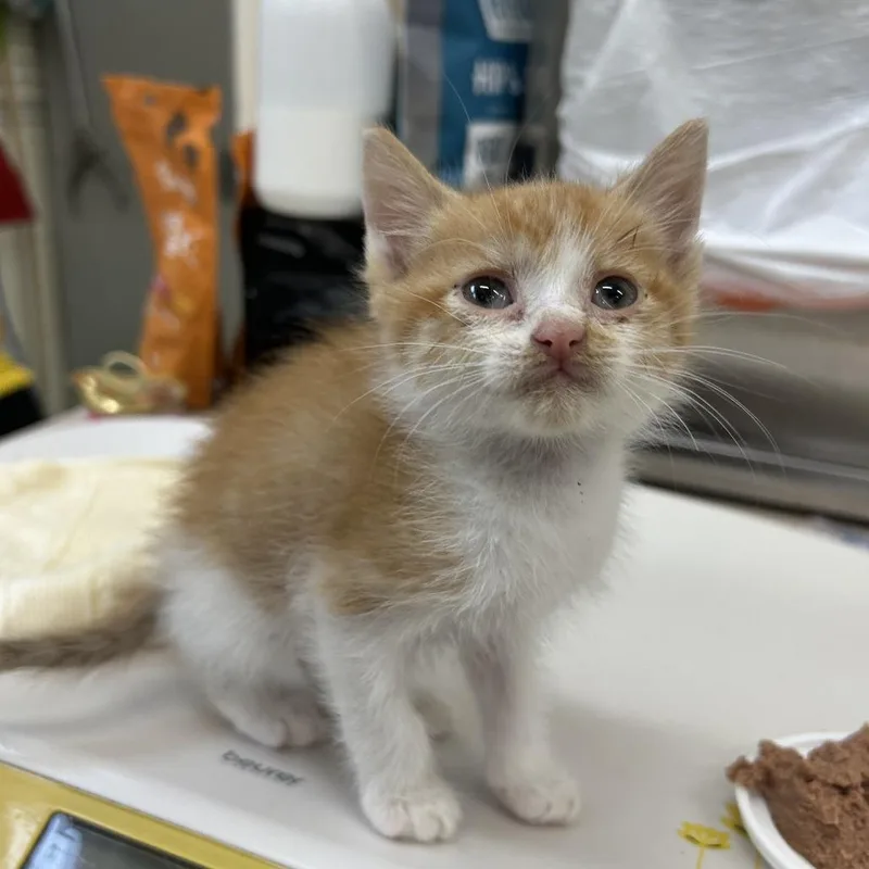 A baby small-sized male Orange / Red Domestic Short Hair cat named SpongeBob for adoption in Auburn, AL